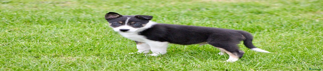 Border Collie Puppy 3