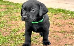 Labrador Retriever dogs for sale: Black Working Lab Puppies  - Image 1