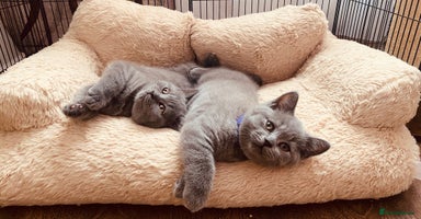 British Shorthair cats - Advert 14