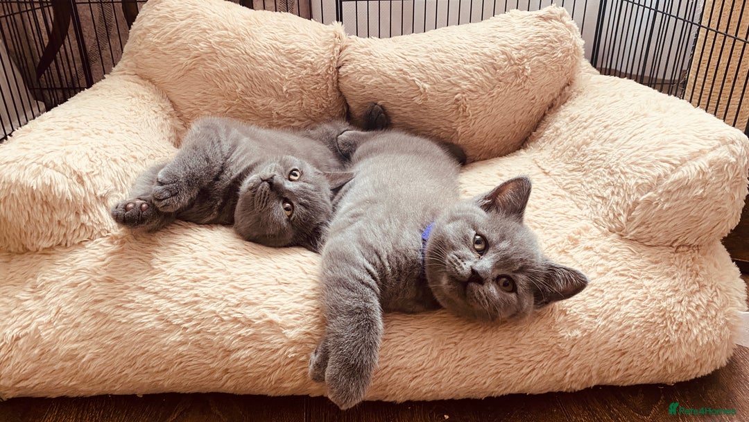 British Shorthair cats for sale: GCCF BRITISH SHORTHAIR KITTENS - Image 2