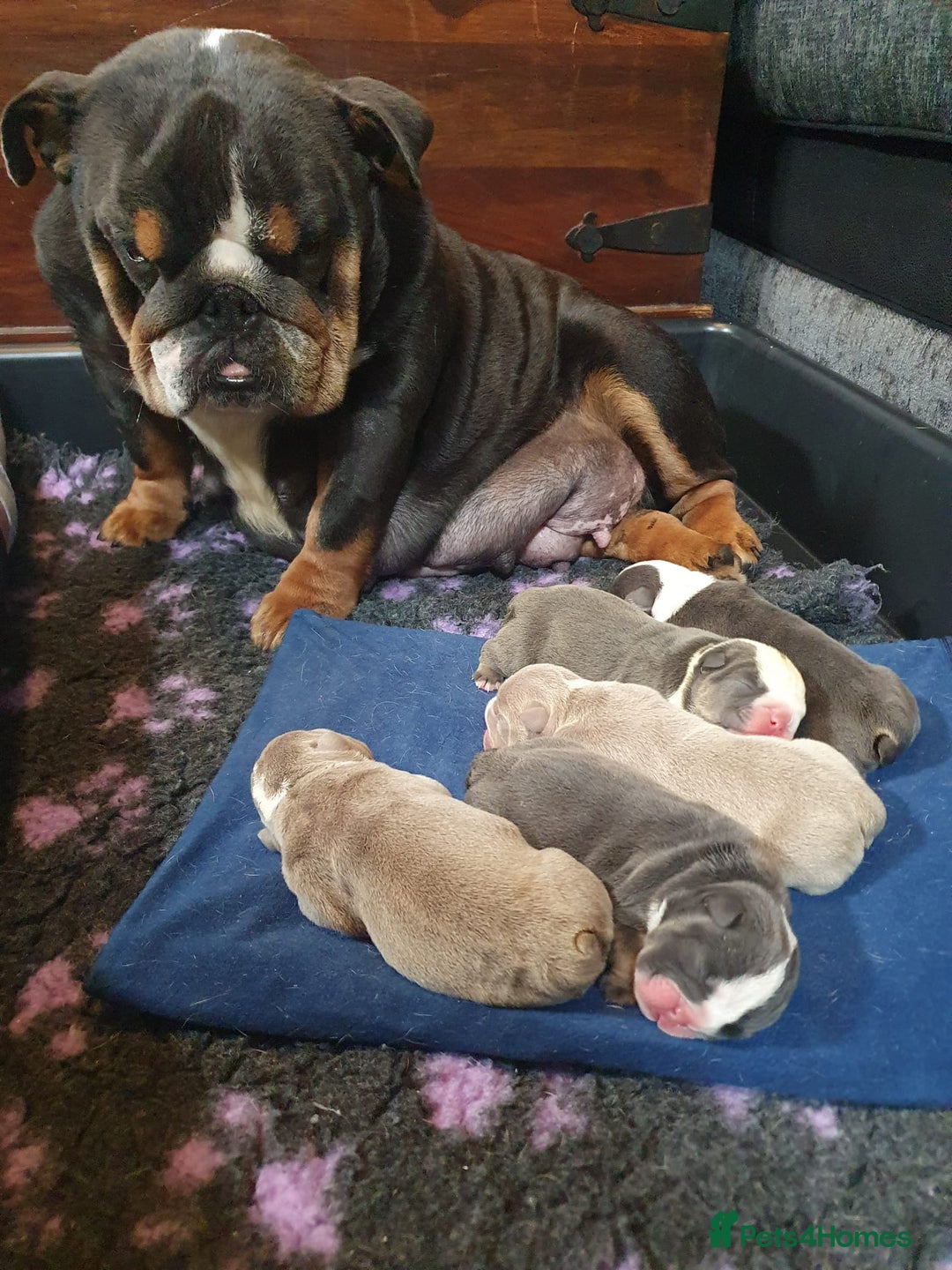English Bulldog dogs for stud: BURT LILAC TRI STUD KC REGISTERED HEALTH TESTED in Wisbech - Advert 11