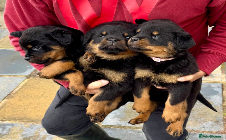 Rottweiler dogs in Lanark - Advert 3