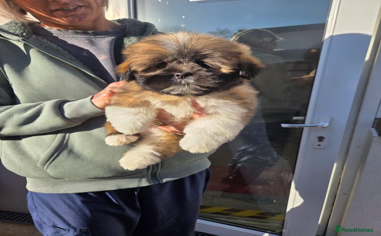 Lhasa Apso dogs Lhasa Apso Puppies - Advert 15