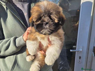 Lhasa Apso dogs Lhasa Apso Puppies - Advert 1