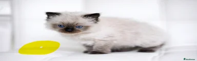 Ragdoll Kitten 4