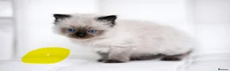 Ragdoll cats for sale: Beautiful ragdoll kittens  - Advert 5