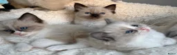 Ragdoll cats for sale: 🎖️GCCF🏆RAGDOLLS 11WKS **EXTENSIVE GENETIC TEST** - Advert 9