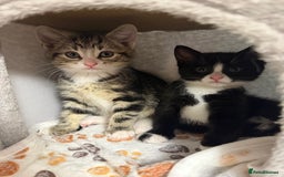 Domestic Shorthair cats for sale:  Beautiful Kittens Ready for Their Forever Homes.  - Image 2