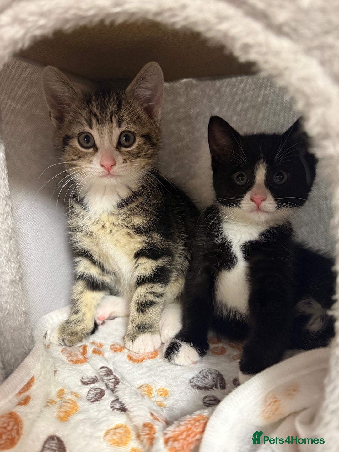 Domestic Shorthair cats for sale:  Beautiful Kittens Ready for Their Forever Homes.  - Image 2