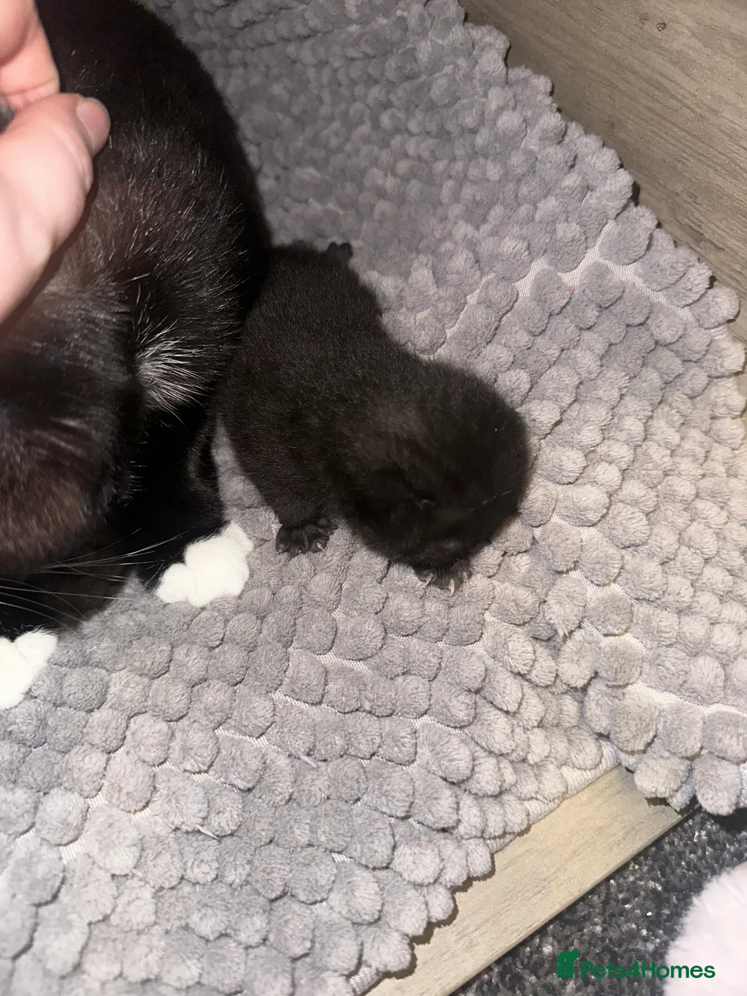 Mixed Breed cats for sale: 5 kittens - Advert 4