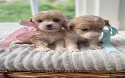 Cavapoochon dogs for sale: Cavapoochon puppies - Image 8