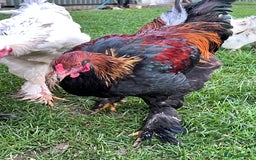 Hens poultry for sale: Beautiful Brahmas 4hens & 3 stunning cockerels  - Image 7