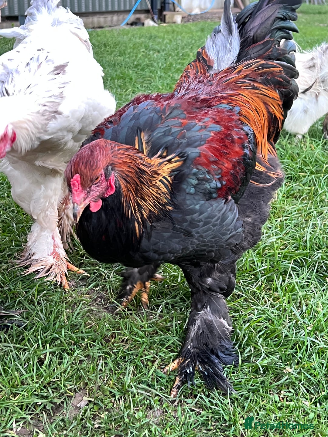 Hens poultry for sale: Beautiful Brahmas 4hens & 3 stunning cockerels  - Image 7