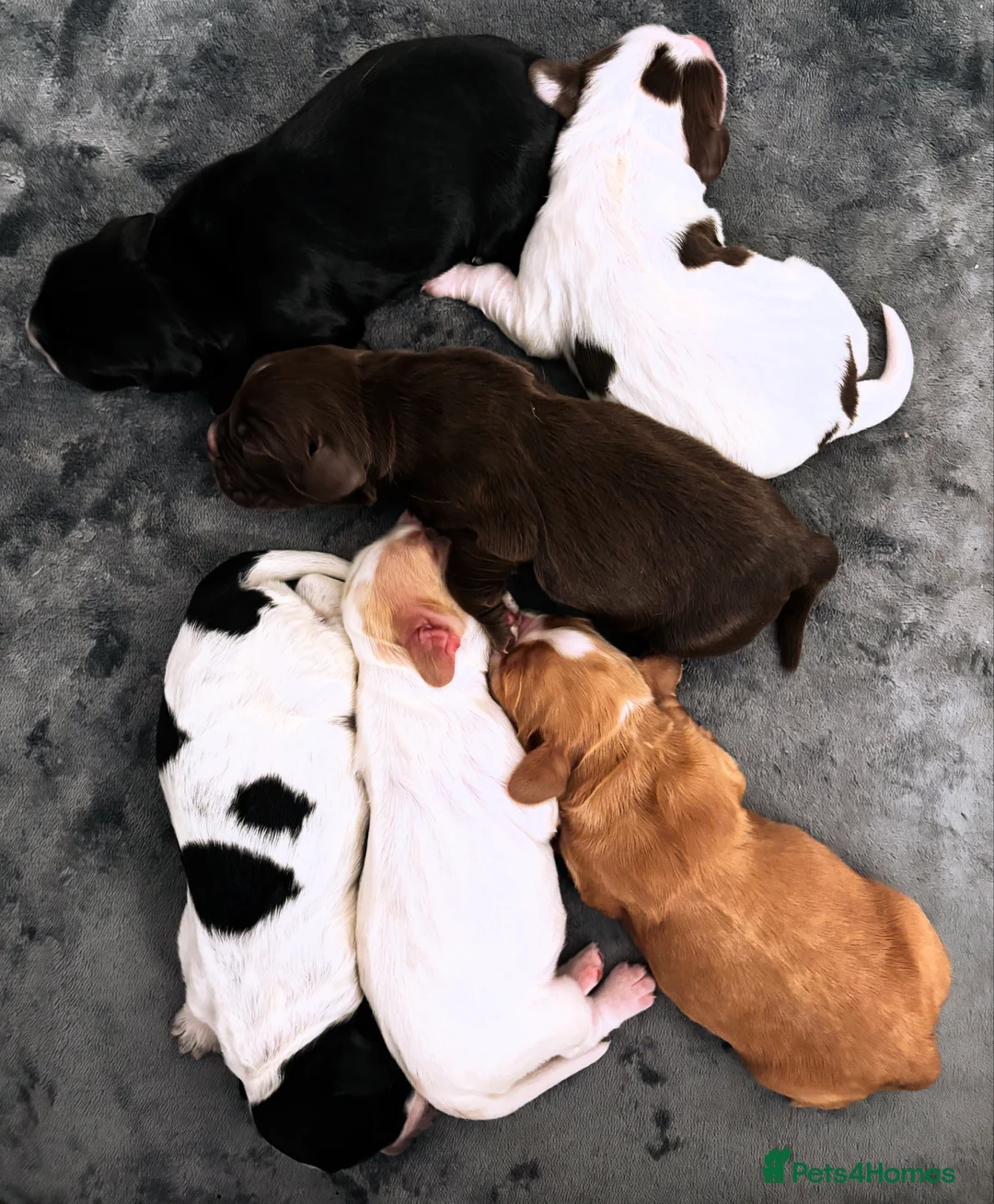 Sprocker dogs for stud: Twice proven handsome Sprocker available for stud in Mexborough - Advert 6