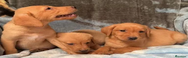 Labrador Retriever 6