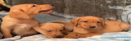 Labrador Retriever dogs for sale: Red labrador - Advert 8