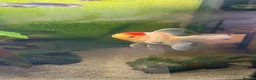Fancy Goldfish fish for sale: Free goldfish and danios - Advert 2