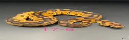 Snake reptiles for sale: Hatchling ball/royal pythons  - Advert 14