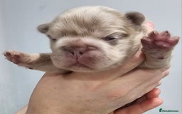 French Bulldog dogs for sale: French Bulldog Visual fluffies - Advert 15