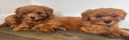 Cockapoo dogs for sale: Beautiful fox red cockapoo f1b  puppies  - Advert 4