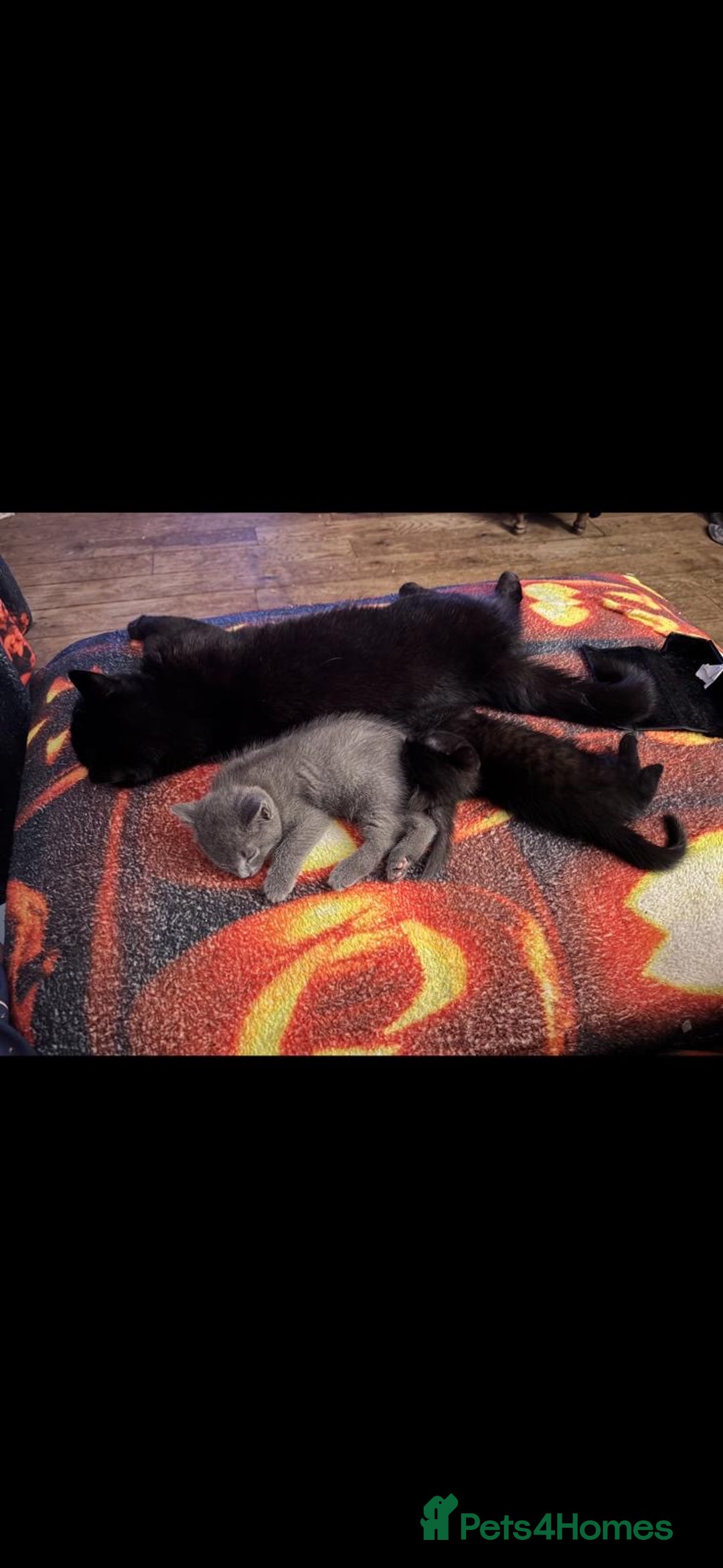 British Shorthair cats for sale: Blue kitten  - Advert 1