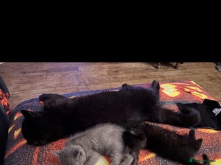 British Shorthair cats Blue kitten - Advert 1