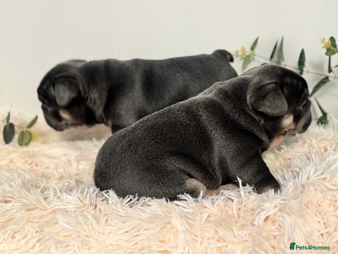 French Bulldog dogs for sale: Beautiful KC Registered French Bulldog Boys  - Advert 14