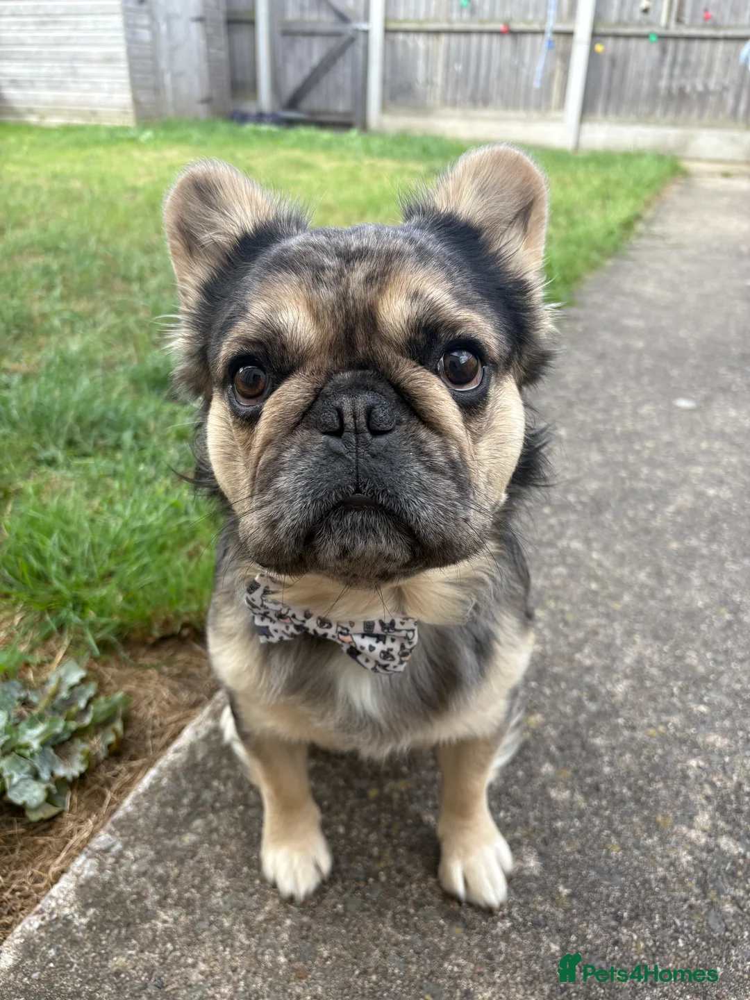 French Bulldog dogs for stud: GIMLI THE GREAT FOR STUD - Advert 8