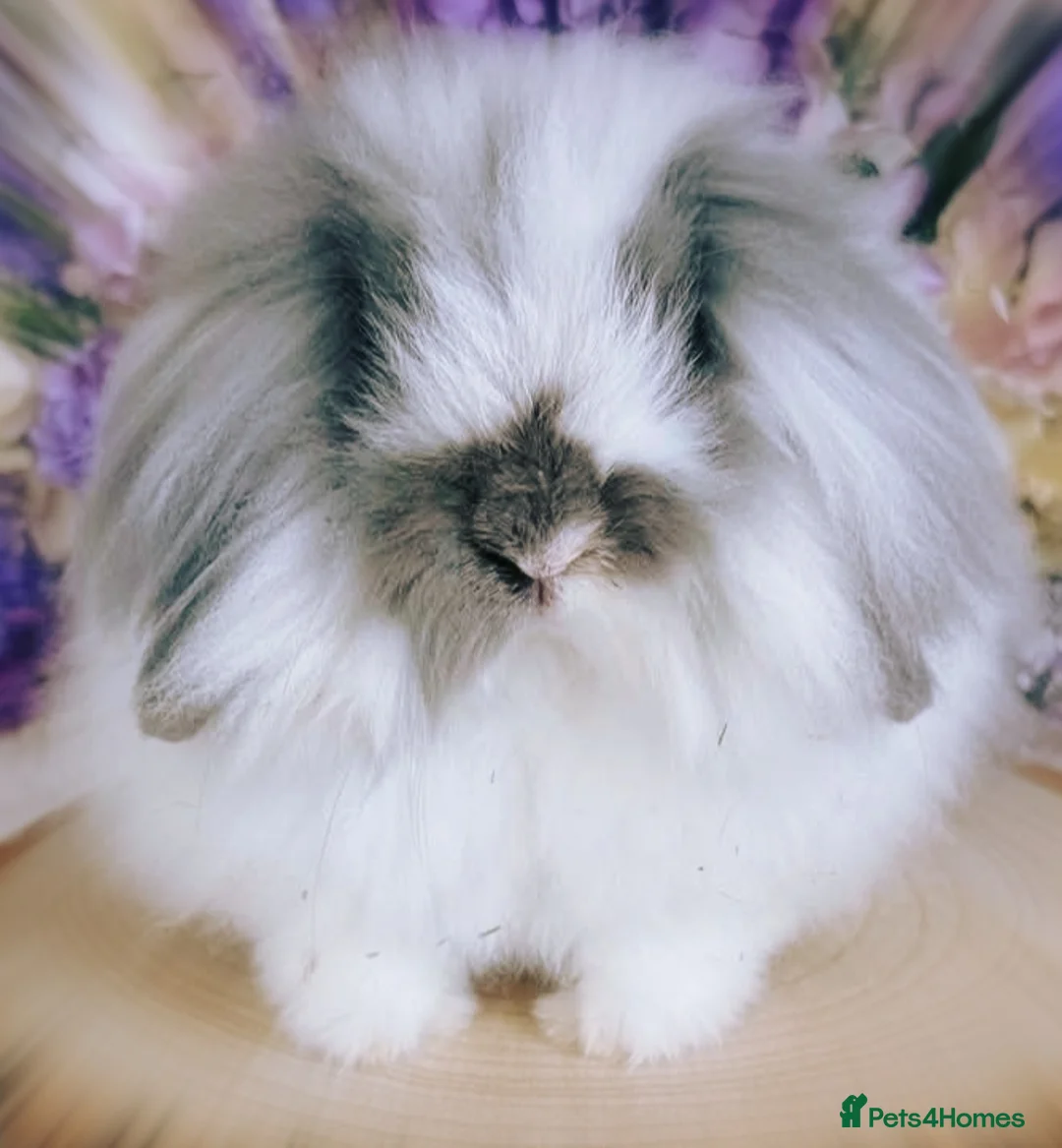 Mini Lion Lop rabbits for sale: Double mane lion mini lop doe in Plymouth - Advert 1