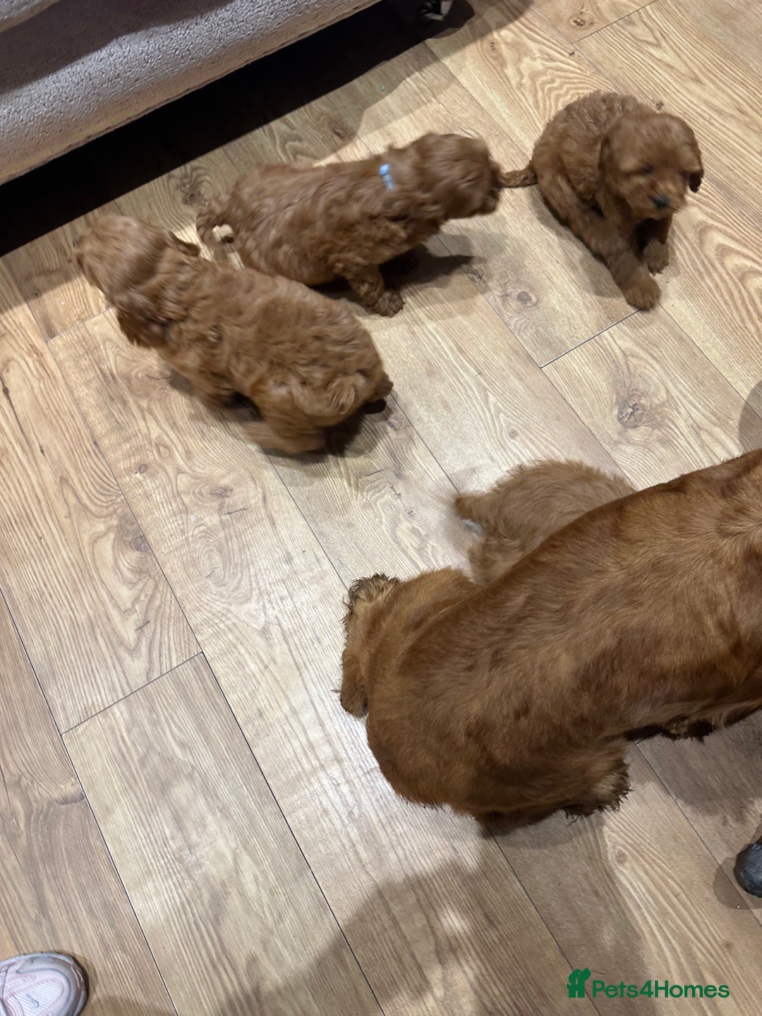 Cockapoo dogs for sale: 🐾Adorable toy cockapoos ready now 🐾 - Advert 14