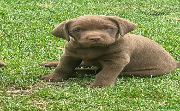 Labrador Retriever dogs - Advert 4