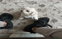 Bichon Frise dogs for sale: Bichon - Image 4