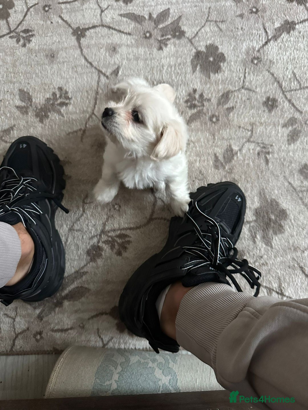 Bichon Frise dogs for sale: Bichon - Image 4