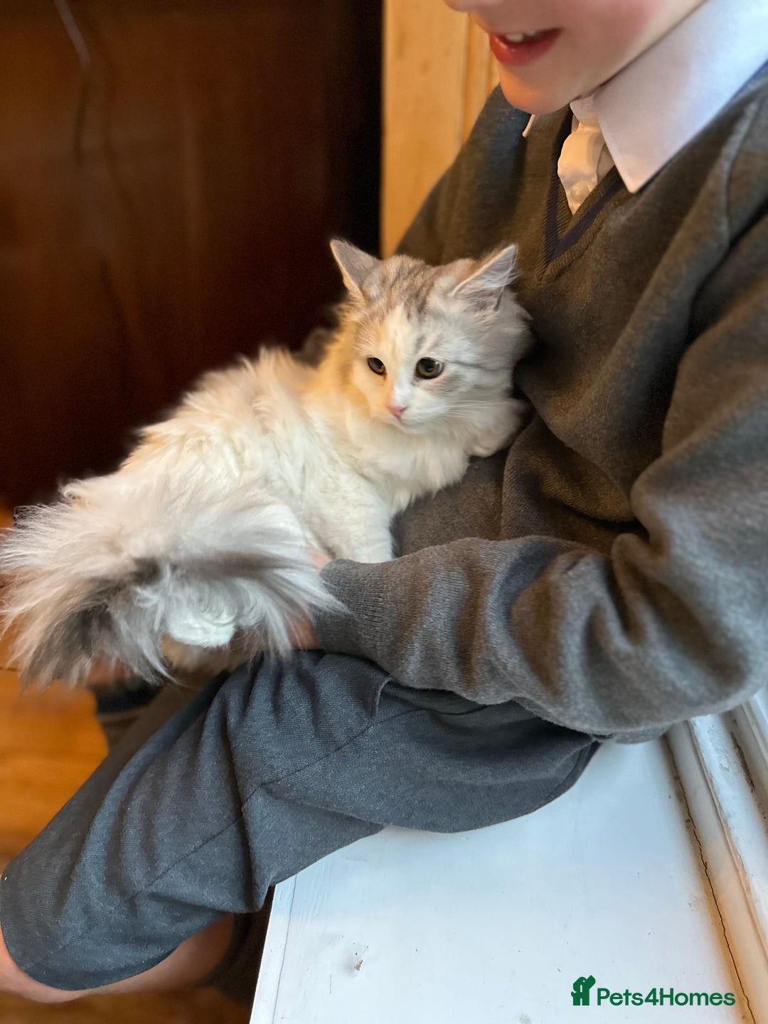 Siberian cats for sale: 2 Pedigree Siberian kittens hypoallergenic - ready - Advert 5