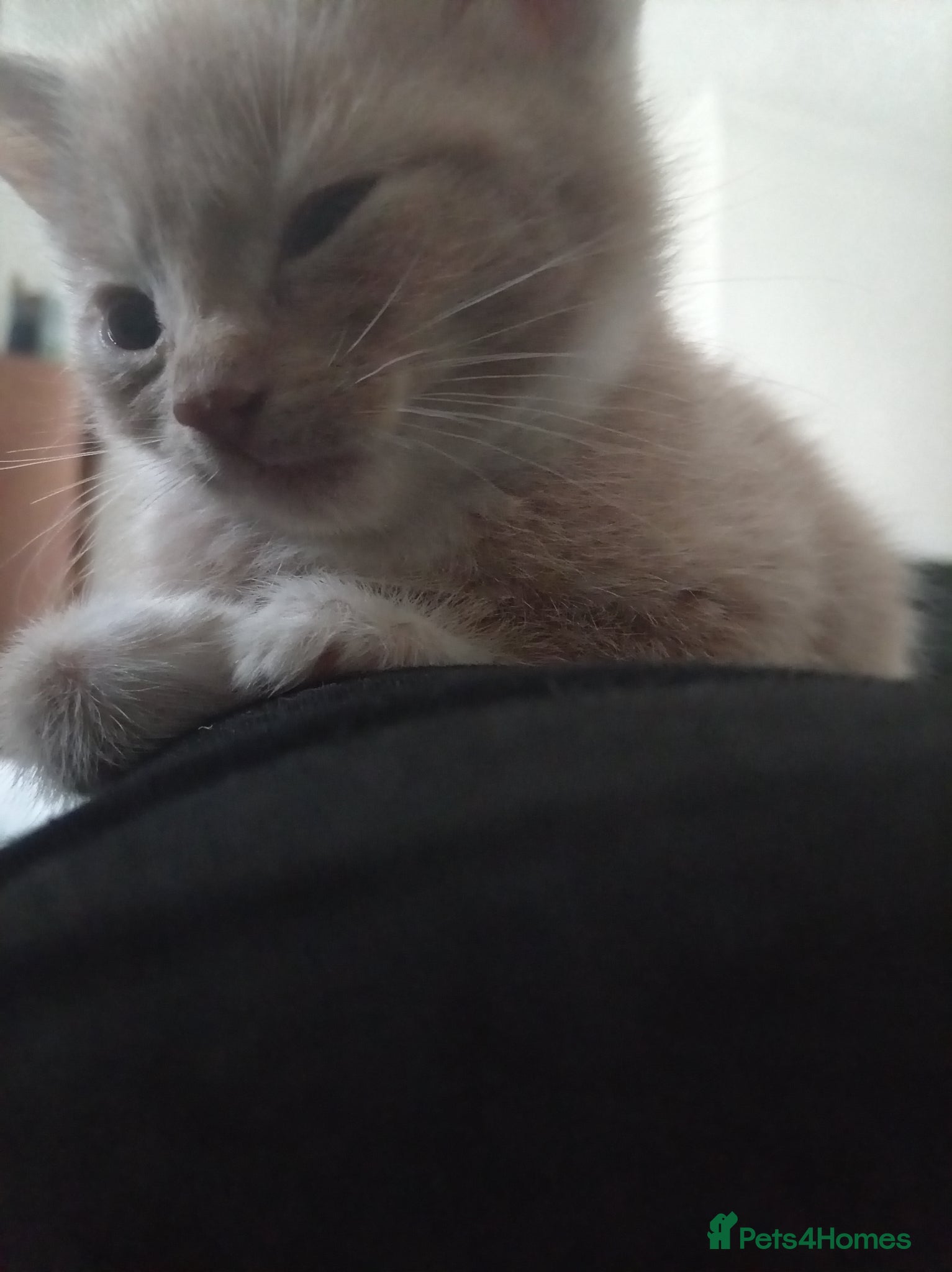 Mixed Breed cats Ginger male and black female  - Advert 3