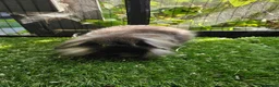 Mini Lop rabbits for sale: Seal point & sable lion lop baby rabbits 9 weeks - Advert 5