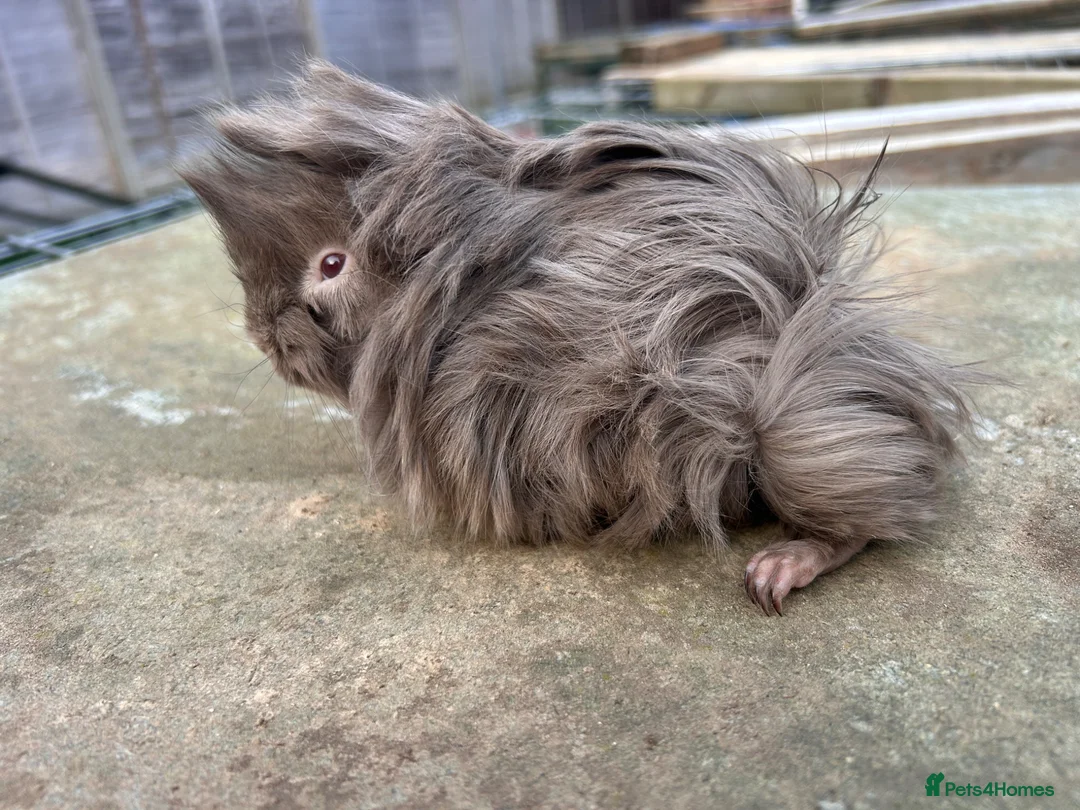 Guinea Pig rodents for sale: Beautiful long haired guinea pigs to reserve  - Advert 7