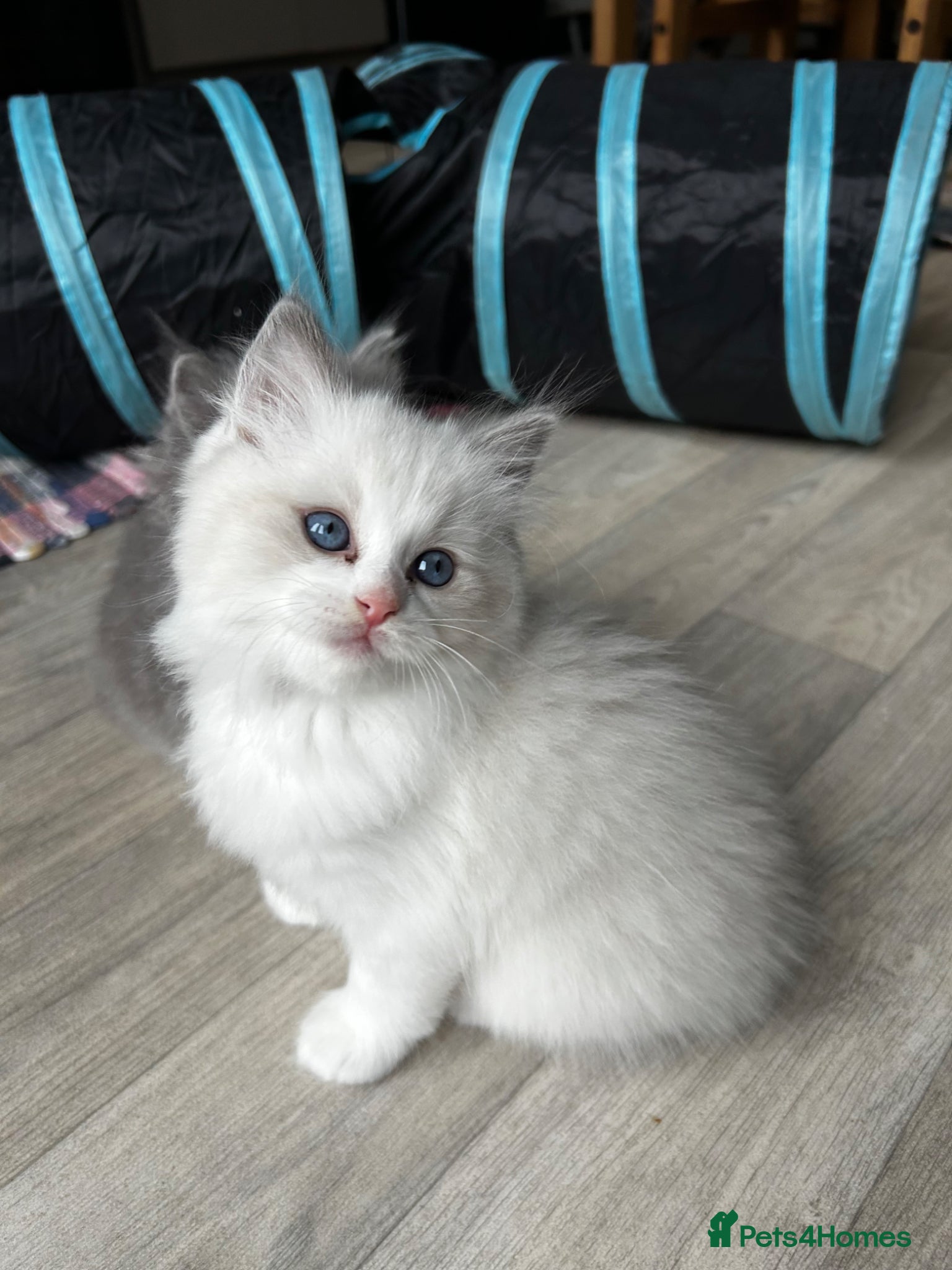 Ragdoll cats 1 handsome Ragdoll kitten left  - Advert 16