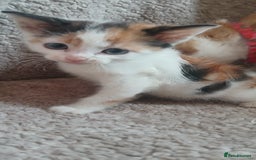 Mixed Breed cats for sale: 3 ginger males 1 calico female - Image 5