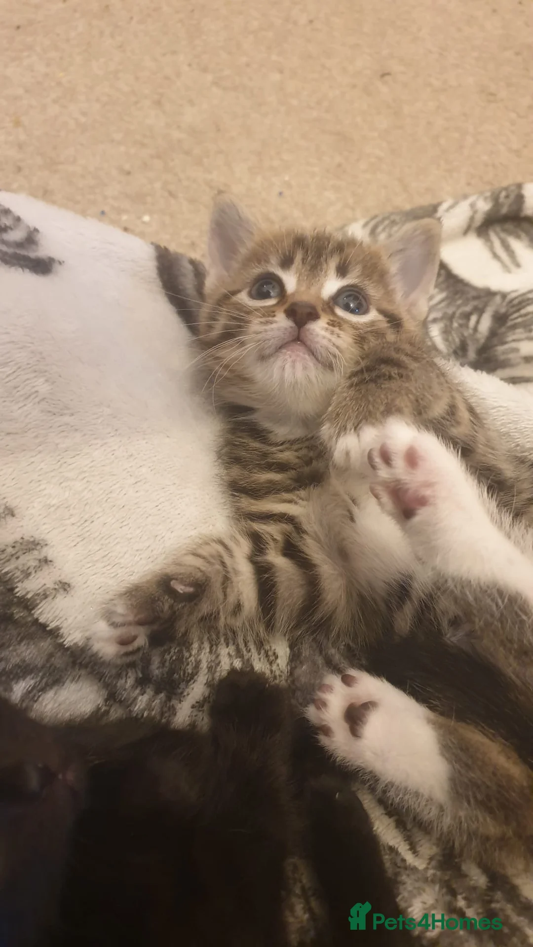 Mixed Breed cats for sale: 4 beautiful kittens for sale.  - Advert 2