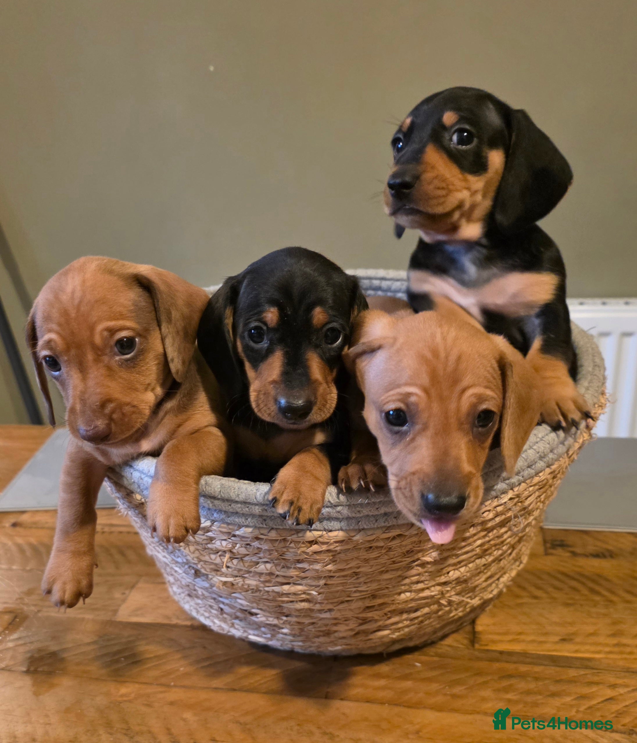 Dachshund dogs Miniature x Standard Dachshund Puppies - Advert 4