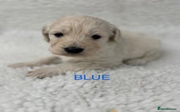 Goldendoodle dogs for sale: 💛F1 Castlecorrie Goldendoodle💛 - Advert 9