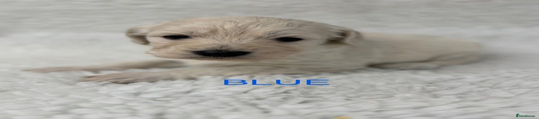 Castlecorrie Blue World