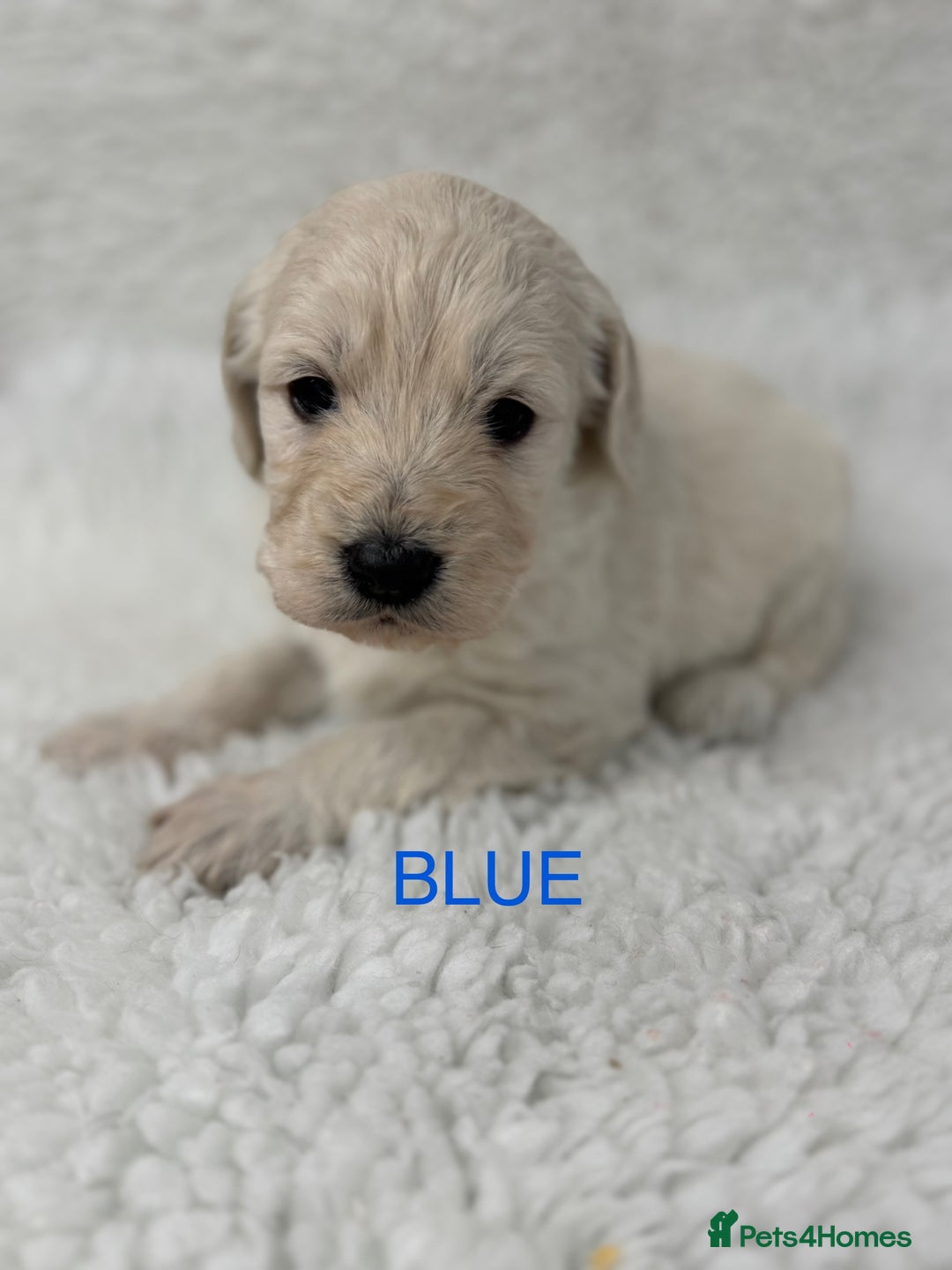 Goldendoodle dogs for sale: 💛F1 Castlecorrie Goldendoodle💛 - Advert 9