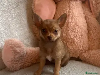 Chihuahua dogs Chihuahuas - Advert 1