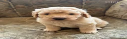 Mini Goldendoodle dogs for sale: F1B Mini Goldendoodles  in Wigan - Advert 8
