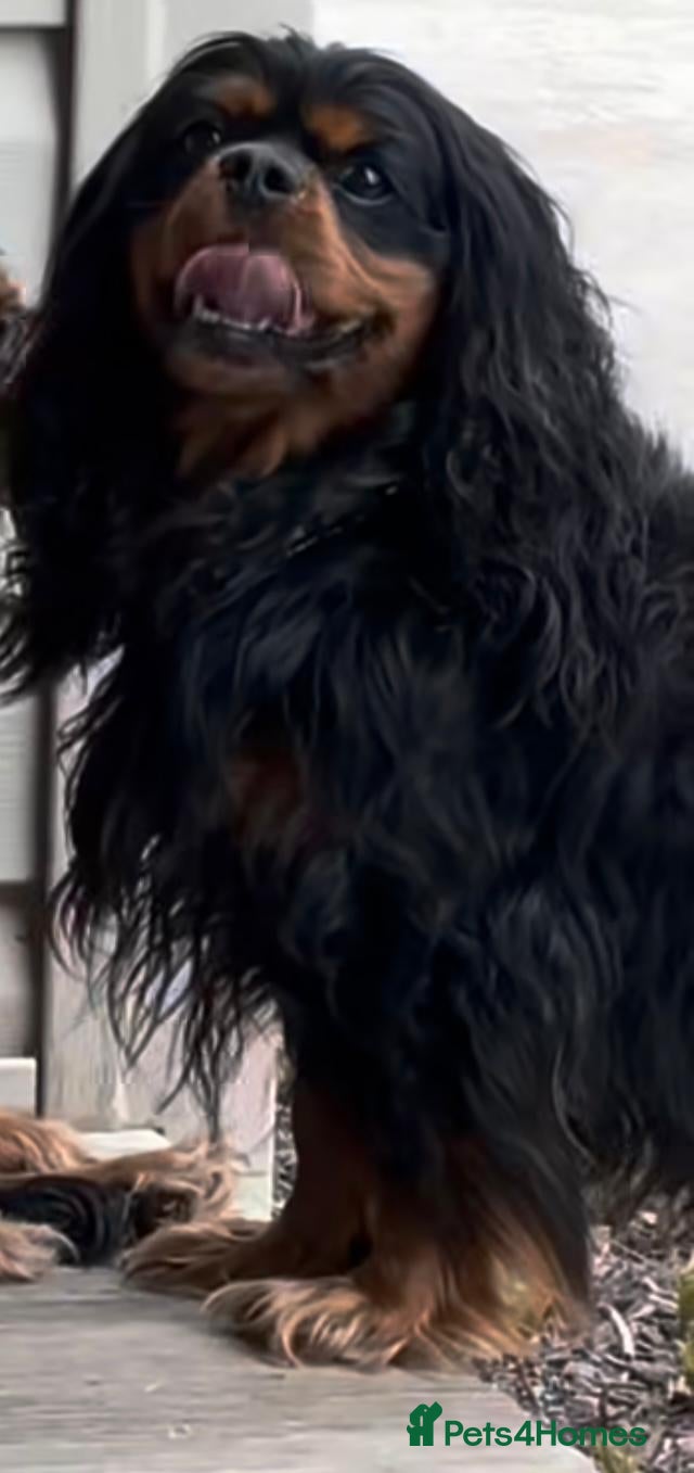 Gus