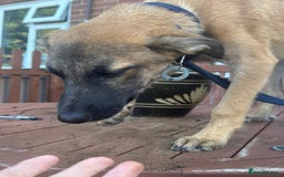 Mixed Breed dogs for adoption: Dorito - Norwich Norfolk  - Image 9