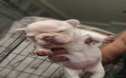 French Bulldog dogs for sale: French Bulldog puppies 🐶🩷🩷 - Image 4