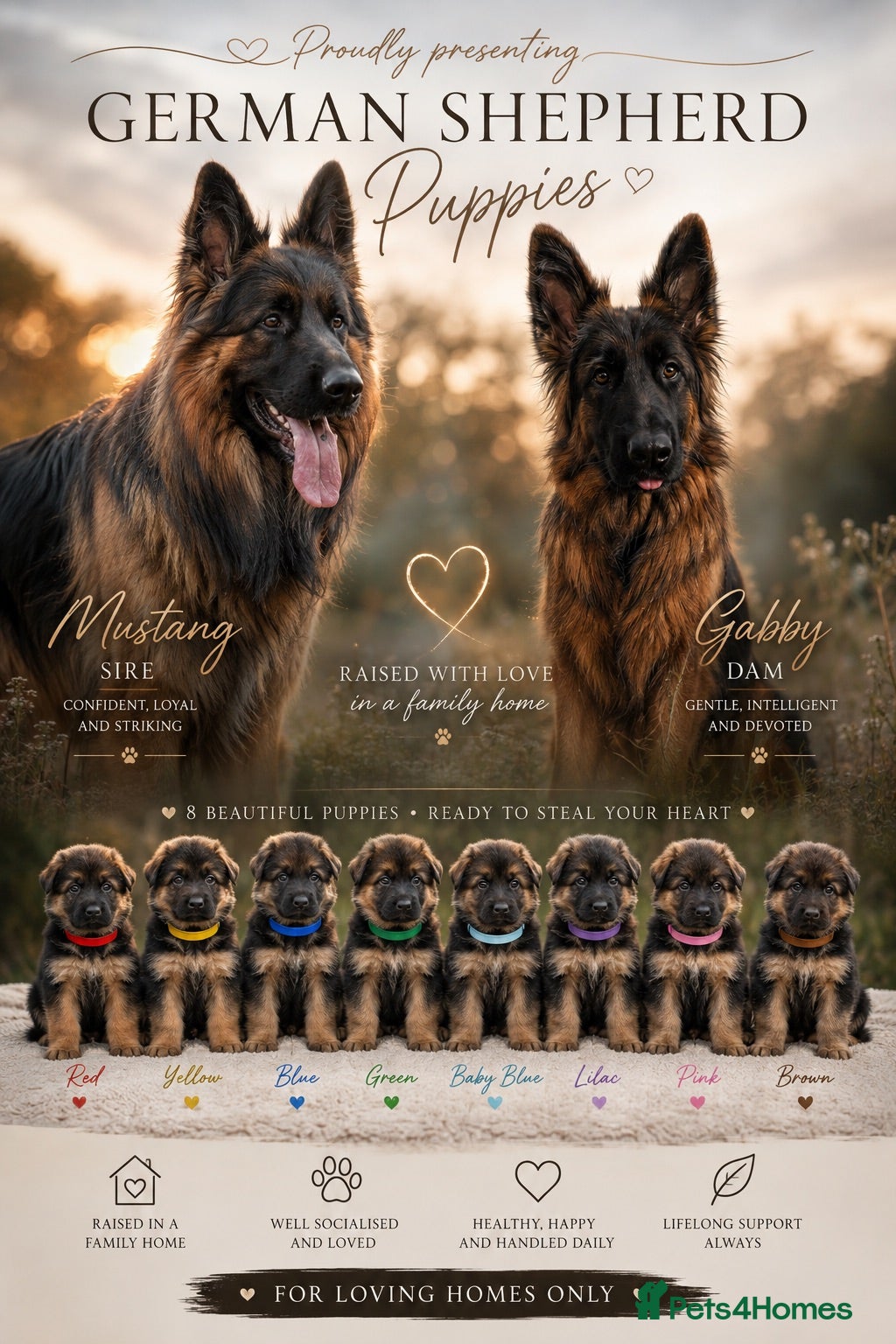 German Shepherd dogs KC Registered German Shepherd Puppies - Advert 5